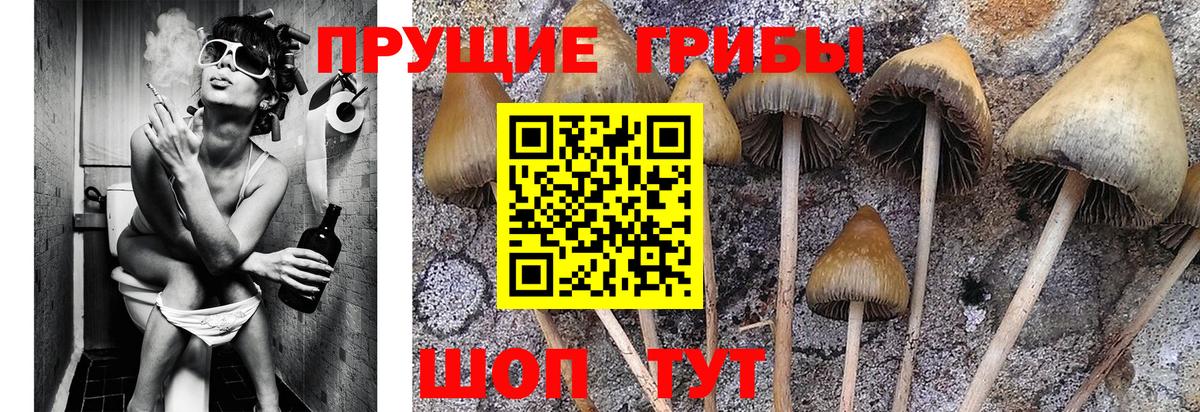 Псилоцибиновые грибы GOLDEN TEACHER Мариинск